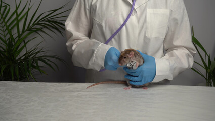 A veterinarian examines a rat. Treatment of a pet by a doctor.
