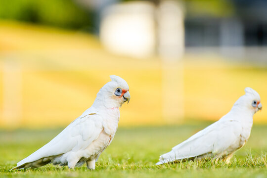 Long-billed corella (Cacatua tenuirostris) white parrot, medium-sized bird, animal sits on the grass in the park and nibbles the grass.