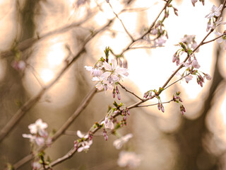 Frühlingsblüte im Sonnenlicht 