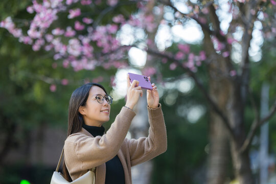 Woman use mobile phone to take photo on sakura tree