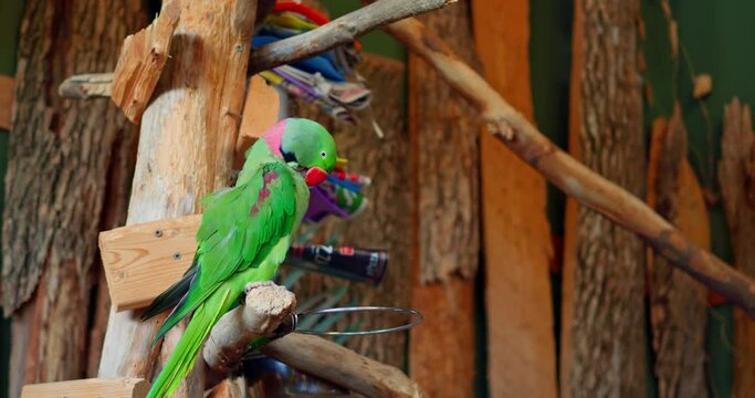 Alexandrine Parakeet with striking colors sits on tree branch Alexandrine Parakeet testament to ecological wonders. Alexandrine Parakeet embodying majesty of beautiful exotic birds.