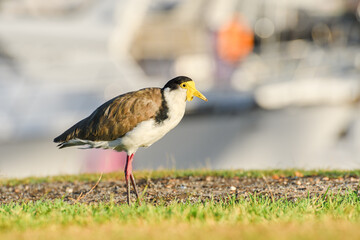 Masked lapwing (Vanellus miles) a medium-sized bird, the animal walks on dry grass on the river bank.
