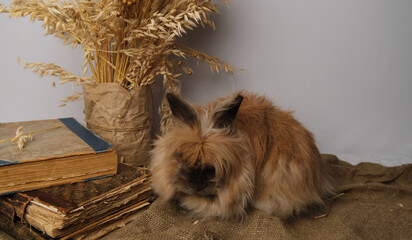 Rabbit, old books, bouquet of cereals.