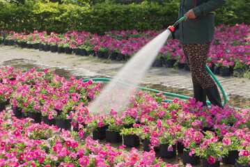 Gardener watering beautiful pink flowers. Flower farm gardening business concept background.