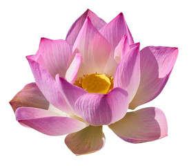 pink lotus flower