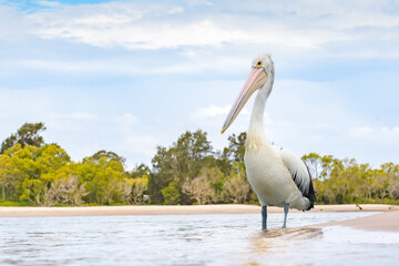 Australian pelican (Pelecanus conspicillatus) a large water bird with a large beak, the animal stands in the water at the river bank.