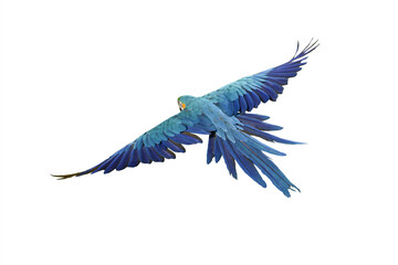 blue and gold macaw isolated on white background. This has clipping path.