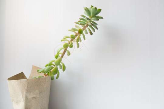 The echeveria succulent has stretched out due to lack of light. etiolation of succulents