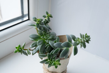 The echeveria succulent has stretched out due to lack of light. etiolation of succulents