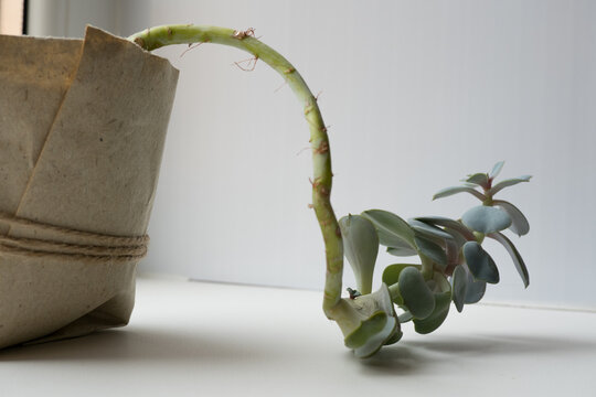 The echeveria succulent has stretched out due to lack of light. etiolation of succulents