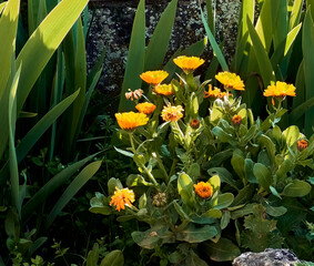 Marigolds (Calendula officinalis), lilies (Iris) and thistle (Silybum marianum) in the patio of a...