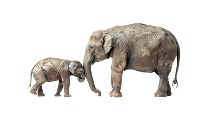 Baby Elephant Standing Next to Adult Elephant