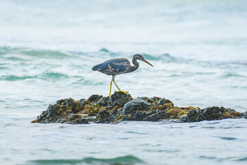 Pacific reef heron (Egretta sacra) large water bird with dark plumage, dark morph, the animal stands on a rock on the seashore, view from the Australian coast.