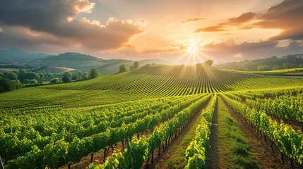 Zelfklevend Fotobehang landscape of Vineyards in European region © dragan jovic