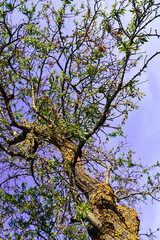 Almond tree in the patio of a town house. Low angle shot of almond blossoms.