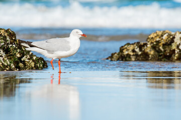 Silver gull (Chroicocephalus novaehollandiae), a medium-sized bird with white and gray plumage, the animal stands on a sandy beach by the sea.