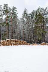 Forest's Winter Harvest: Snow-Capped Log Pile