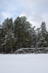 Forest's Winter Harvest: Snow-Capped Log Pile