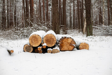 Forest's Winter Harvest: Snow-Capped Log Pile