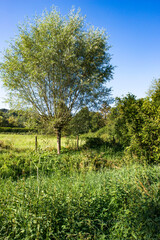 paysage de la vallée de Chevreuse, champs et végétation luxuriante