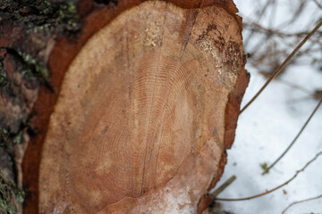 Forest's Winter Harvest: Snow-Capped Log Pile