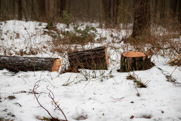 Forest's Winter Harvest: Snow-Capped Log Pile