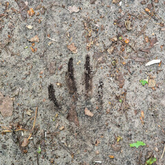 Track of Badger (Meles meles) on sandy path © roelmeijer