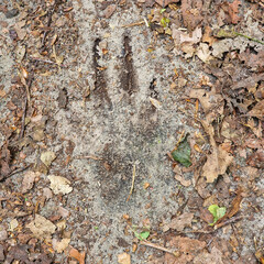 Track of Badger (Meles meles) on sandy path