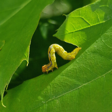 Larva of moth Mottled umber (Erannis defoliaria)
