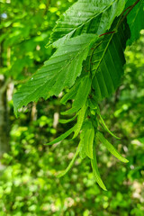 Leaves and catkin of European or Common hornbeam Carpinus betulus