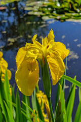 Flower of Yellow flag (Iris pseudacorus)
