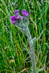 Buds and flowers of Marsh thistle or European swamp thistle (circium palustre)