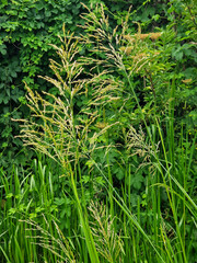 Flowering Great manna grass (Glyceria maxima)