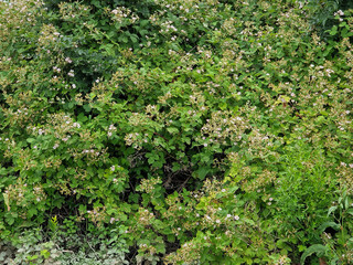 Fototapeta na wymiar Buds, flowers and fruits of Blackberry (Rubus spec.)