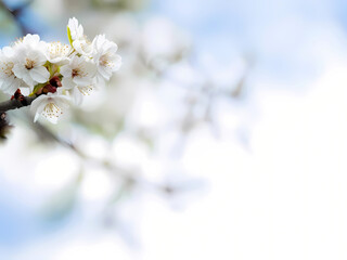 Obraz premium Cherry Blooms Creating a Serene Contrast Against a White-Blue Cloud Background.