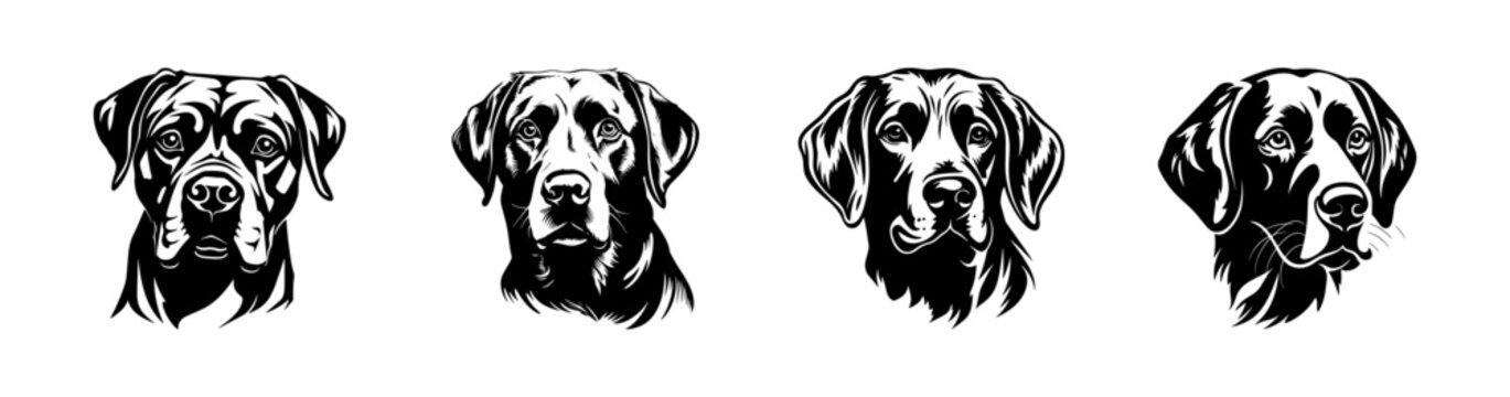 Labrador dog breed head vector illustration. Pet portrait in style of hand drawn black doodle on white background