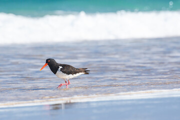Eurasian oystercatcher (Haematopus ostralegus) a medium-sized bird with dark plumage with a red...