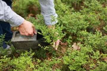 Fototapeta premium Blueberry harvest. Process of collects and picks wild seasonal berries in forest. Women hands pick blueberries with berry scoop tool, plucking bilberries with special rake, harvesting comb at farm