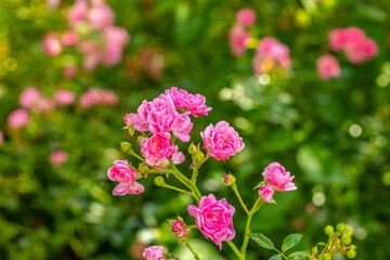 Im Garten und in der Natur: Eine Büschelrose