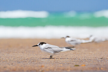 Greater crested tern (Thalasseus bergii) medium-sized bird, animals sit on the sandy beach on the seashore.
