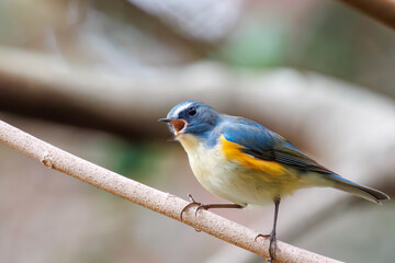 さえずる幸せの青い鳥、可愛いルリビタキ（ヒタキ科）。


日本国東京都文京区、小石川植物園にて。
2024年2月4日撮影。

A happy blue bird, the lovely Red-flanked Bluetail (Tarsiger cyanurus, family comprising flycatchers).

At Koishikawa botanical park, 