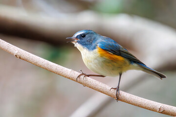 幸せの青い鳥、可愛いルリビタキ（ヒタキ科）。

日本国東京都文京区、小石川植物園にて。
2024年2月4日撮影。

A happy blue bird, the lovely Red-flanked Bluetail (Tarsiger cyanurus, family comprising flycatchers).

At Koishikawa botanical park, Bunkyo-k