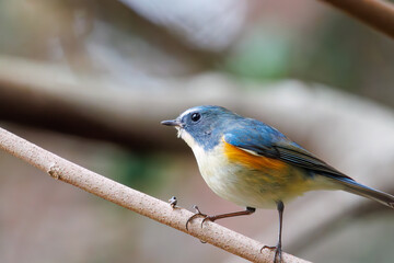 幸せの青い鳥、可愛いルリビタキ（ヒタキ科）。

日本国東京都文京区、小石川植物園にて。
2024年2月4日撮影。

A happy blue bird, the lovely Red-flanked Bluetail (Tarsiger cyanurus, family comprising flycatchers).

At Koishikawa botanical park, Bunkyo-k