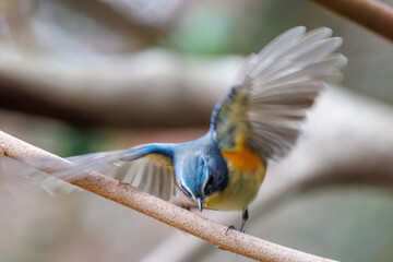 飛び出す幸せの青い鳥、可愛いルリビタキ（ヒタキ科）。


日本国東京都文京区、小石川植物園にて。
2024年2月4日撮影。

A happy blue bird, the lovely Red-flanked Bluetail (Tarsiger cyanurus, family comprising flycatchers).

At Koishikawa botanical park, 