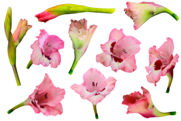 Pink gladiolus flower isolated on a transparent background