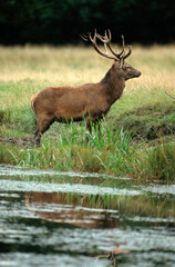 Cerf élaphe, mâle, Cervus elaphus