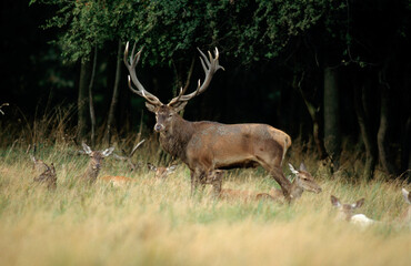 Cerf élaphe, mâle, Cervus elaphus