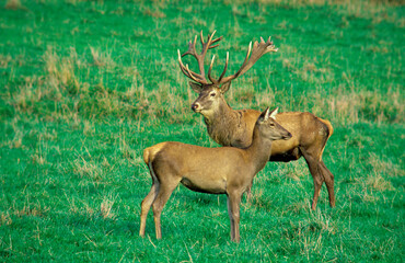 Cerf élaphe, Cervus elaphus, Cerf, biche