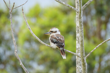 Laughing kookaburra (Dacelo novaeguineae) medium sized bird, animal sitting on a tree branch in natural habitat.