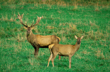 Cerf élaphe, Cervus elaphus, Cerf, biche